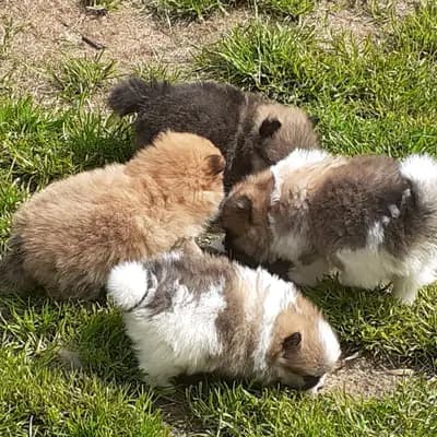Bild aus Pomeranian von  Dolce Picollini   in Schleswig-Holstein, wo unsere Zwergspitz-Hunde in einer liebevollen Umgebung aufwachsen.