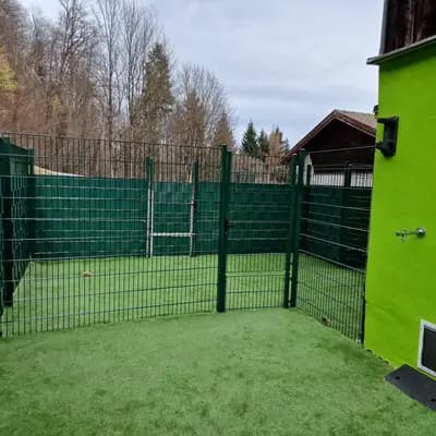 Bild aus Shiba Inu vom hundecampus in Salzburg, wo unsere Shiba Inu-Hunde in einer liebevollen Umgebung aufwachsen.