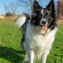 Foto der Rasse Border Collie