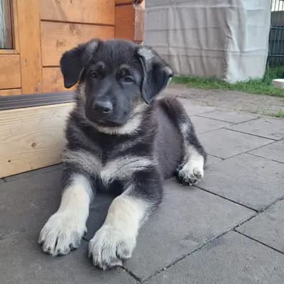 Galerie-Bild von Private  in Nordrhein-Westfalen, mit Eindrücken unserer Osteuropäischer Schäferhund-Zucht.