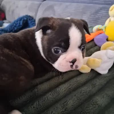 Ashley – Boston Terrier Welpe, Nordrhein-Westfalen, 由...饲养 Von den Manchester Hexen