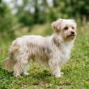 Foto der Rasse Morkie