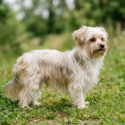 Morkie – 狗品种