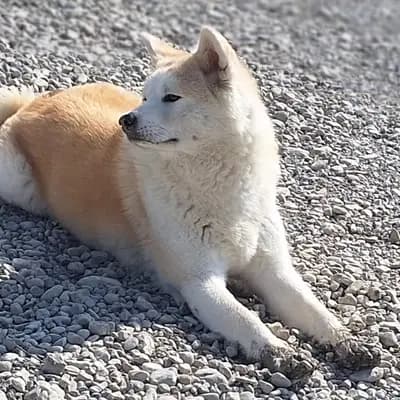Galerie-Bild von Akitas von den Holledauer Hügeln in Bayern, mit Eindrücken unserer Akita-Zucht.
