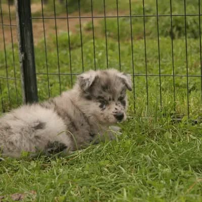 Bild aus Colorful soul in Bayern, wo unsere Australian Shepherd-Hunde in einer liebevollen Umgebung aufwachsen.