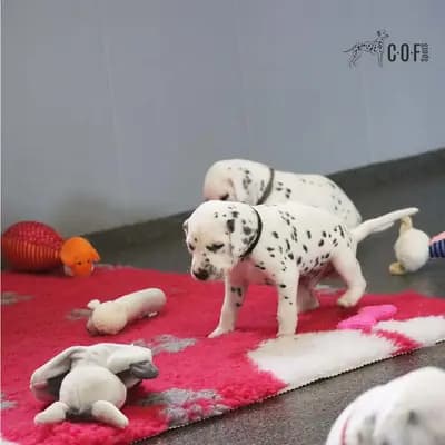 Bild aus COF Spots Dalmatiner in Niedersachsen, wo unsere Dalmatiner-Hunde in einer liebevollen Umgebung aufwachsen.