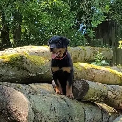 W-Wurf – 罗威纳犬 Wurf, Hessen, 由...饲养 Rottweilerzwinger vom Weiltal 
