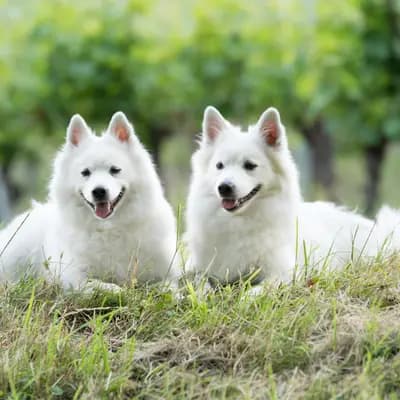 Galerie-Bild von von den Franken Spitzen in Bayern, mit Eindrücken unserer Großspitz-Zucht.