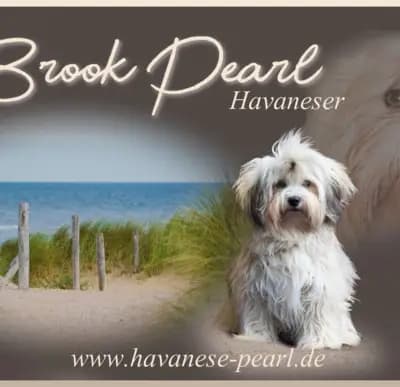 Leonardo – Havaneser Welpe, Schleswig-Holstein, 由...饲养 Brook Pearl