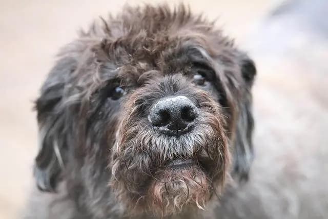 Bouvier des Flandres – köpek ırkı