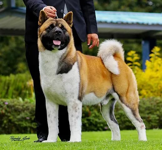 Amerikan Akita – köpek ırkı