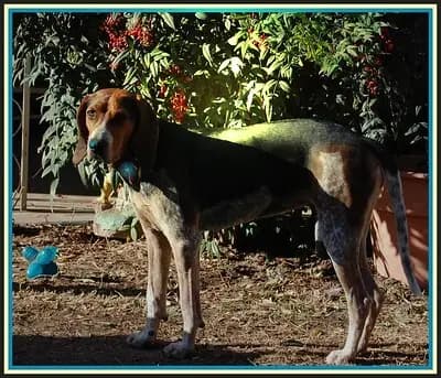 Bluetick Coonhound – razza canina