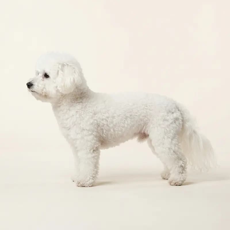 Bichon frisé med Mellemlang pels