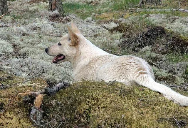 Chien de Canaan – race de chien