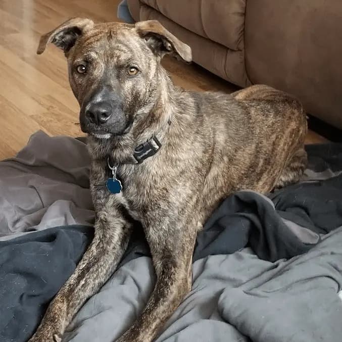 Mountain Cur – hunderace