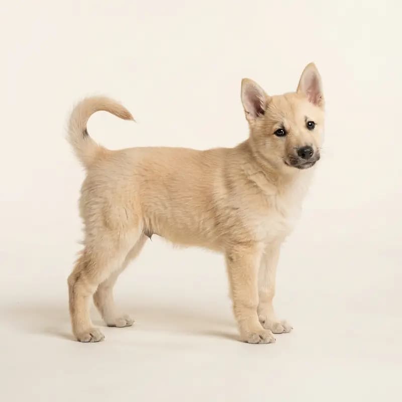 Norsk Buhund Welpe in Hvedefarvet