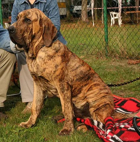 Fila Brasileiro – hunderace