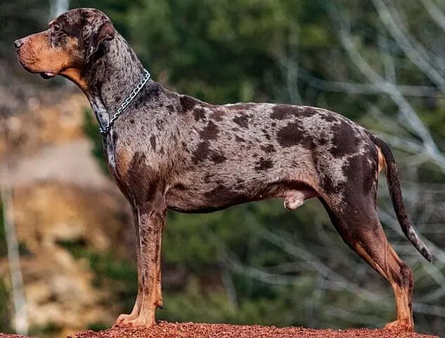 Catahoula Leopar Köpeği – köpek ırkı