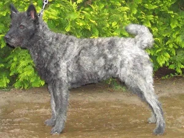 Berger hollandais à poil dur – race de chien