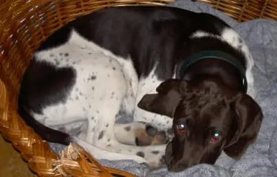 Gammel Dansk Hønsehund – hunderace