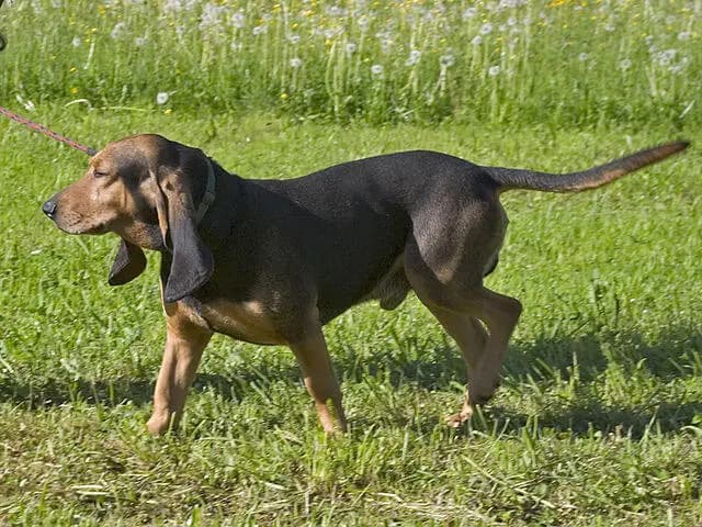 Jura Laufhund – hunderace