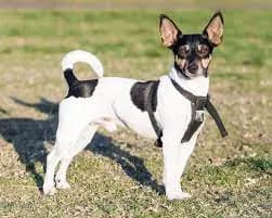 Teddy Roosevelt Terrier – race de chien