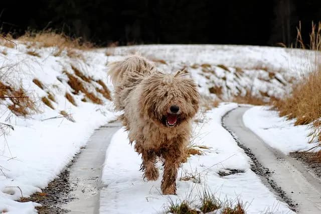 Komondor – race de chien