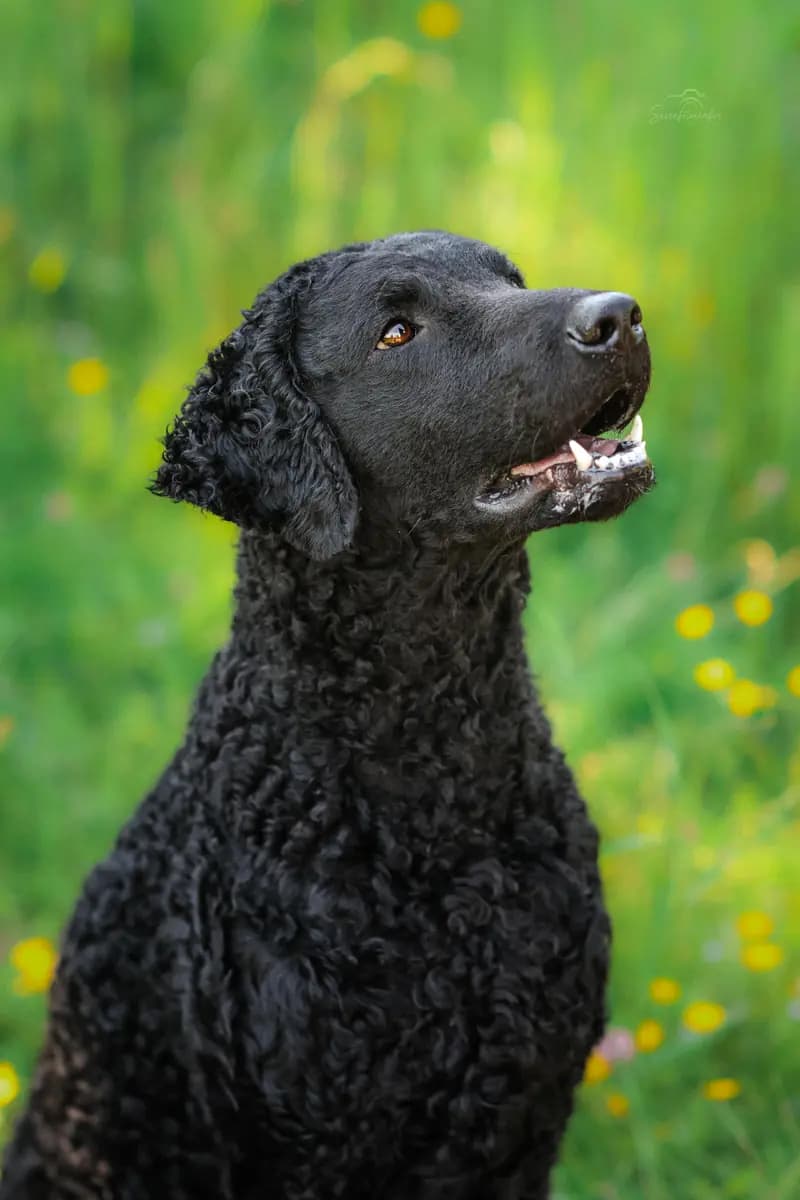 Curly Coated Retriever – hunderace