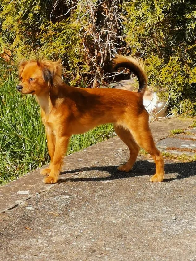 Russkiy Toy (uzun tüylü) – köpek ırkı