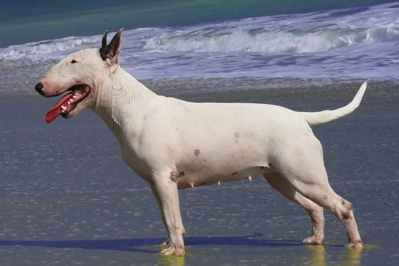 Bull Terrier – köpek ırkı