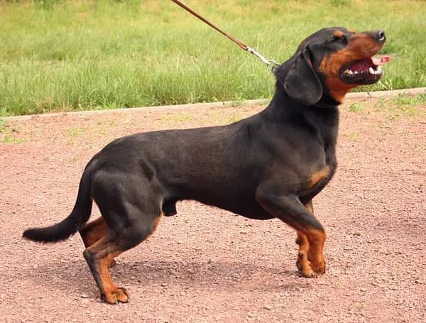 Slovakisk vildsvinehund – hunderace