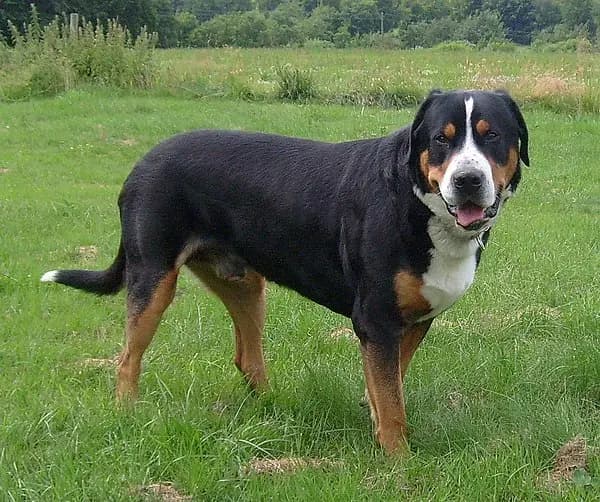 Grosser Schweizer Sennenhund – hunderace