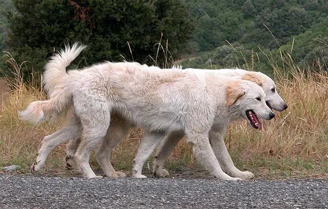 Berger de la Maremme et des Abruzzes – race de chien