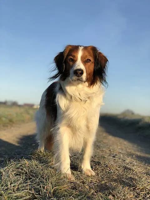 Kooikerhondje – köpek ırkı