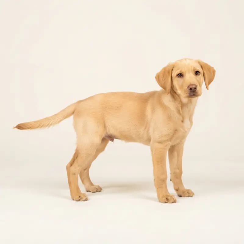 Chien de Hygen Welpe in Jaune