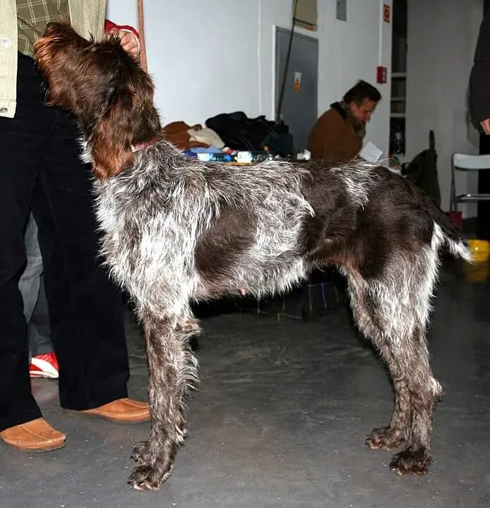 Çek Fousek – köpek ırkı