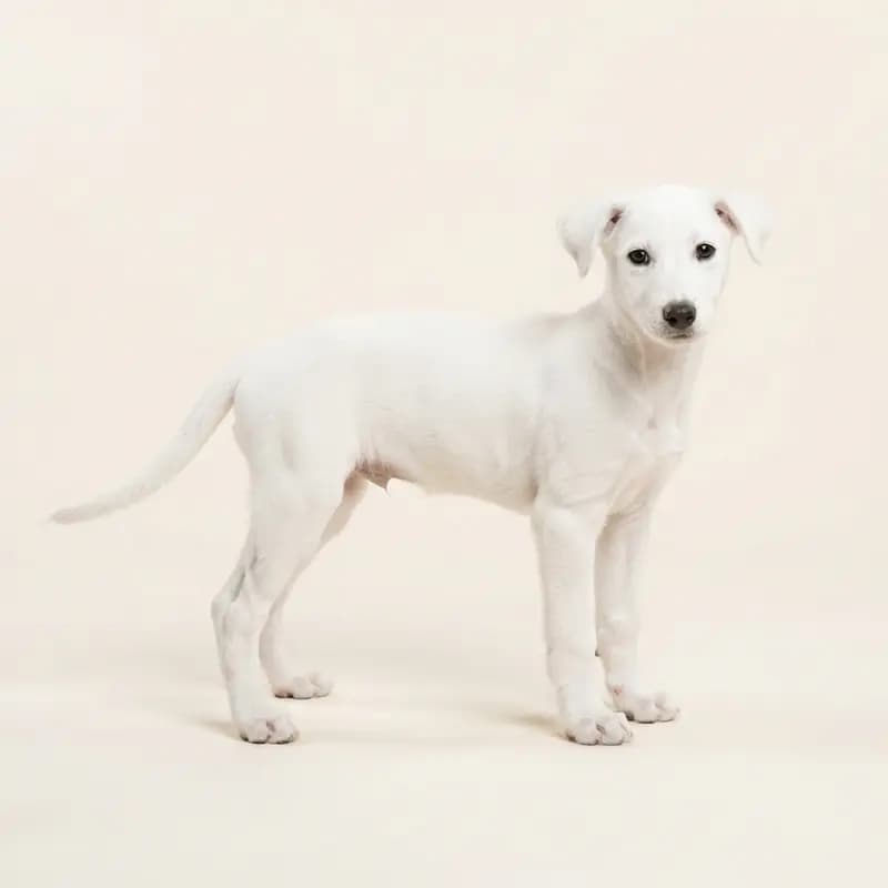 Podenco Andaluz Welpe in Beyaz