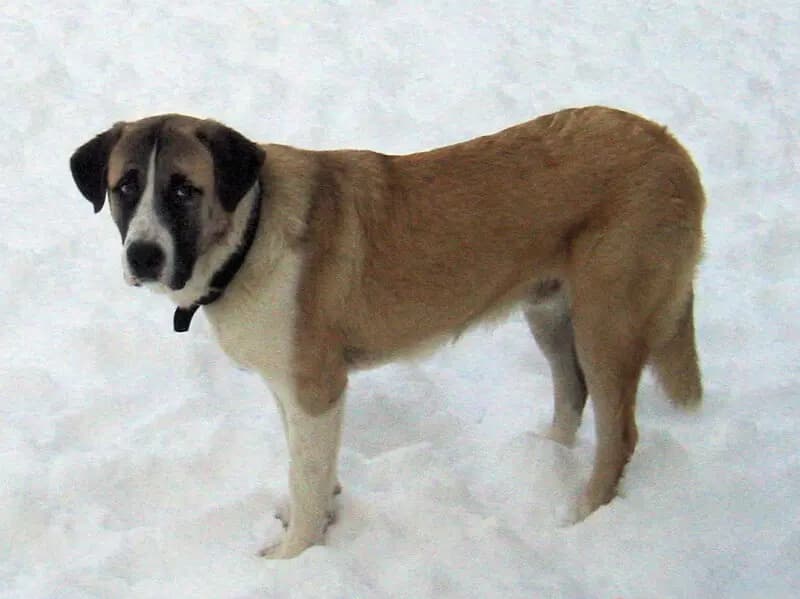 Rafeiro do Alentejo – köpek ırkı