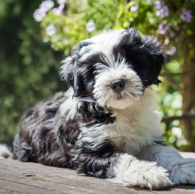 Tibet Teriyeri – köpek ırkı