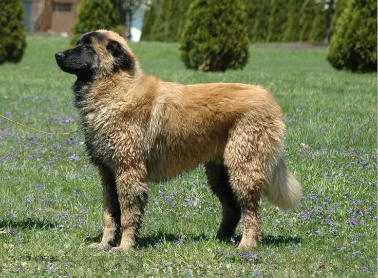 Cao da Serra da Estrela – köpek ırkı