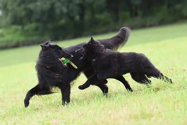 Berger belge – race de chien