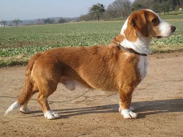 Basset de Westphalie – race de chien
