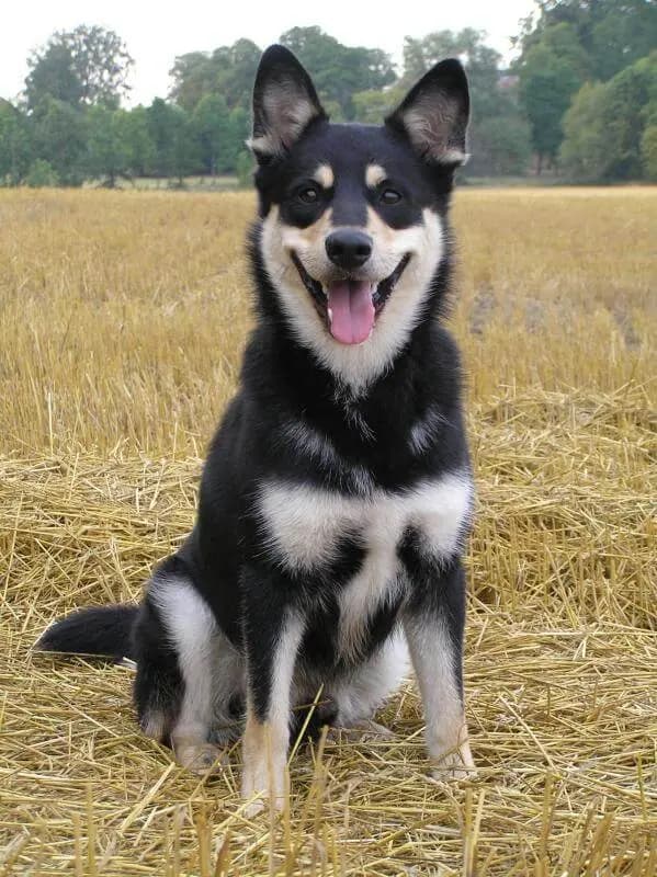 Lapinporokoira – race de chien