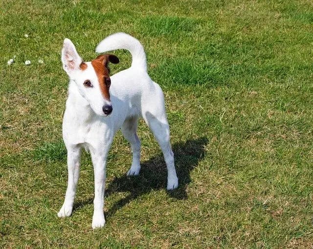 Fox Terrier à poil lisse – race de chien