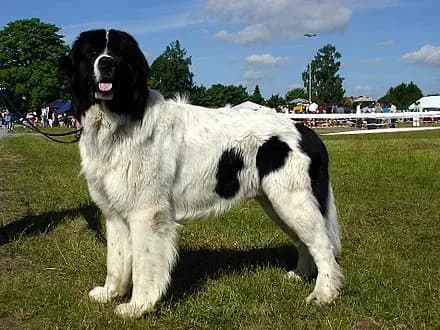 Landseer – köpek ırkı
