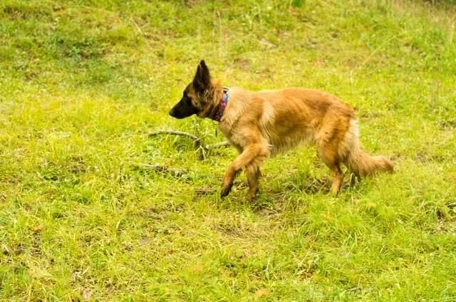 Tervueren – köpek ırkı