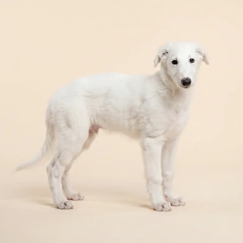 Barzoi Welpe in Wit