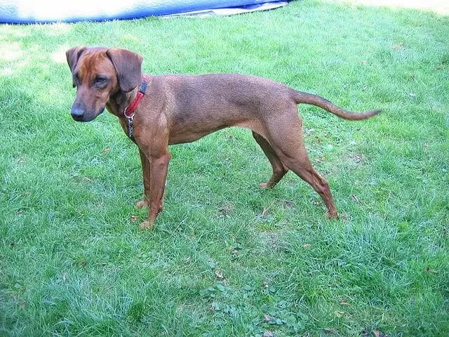 Tirol Tazısı – köpek ırkı