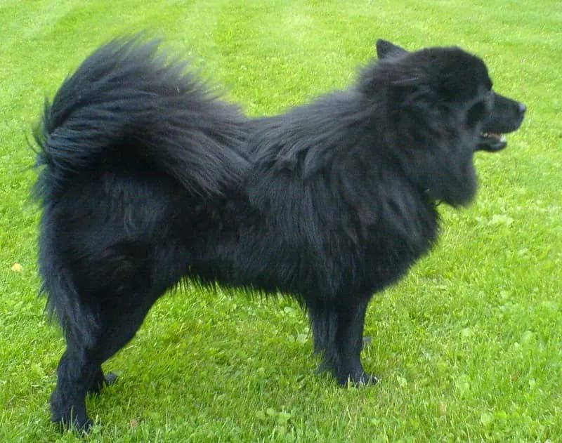 İsveç Lapphund – köpek ırkı