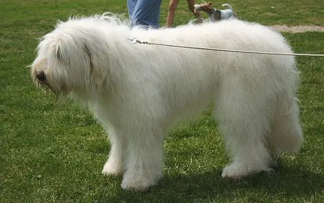 Güney Rus Çoban Köpeği – köpek ırkı